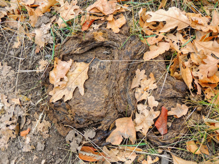 Cow dung, dry cow patty on forest floor with leaves, in fall in Oquirrh Mountains on the Wasatch...