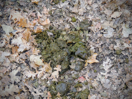 Horse dung close-up for background, detailed, on the dirt horseback trails through trees on the...