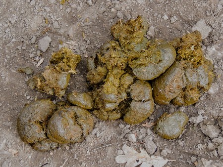 Horse dung close-up for background, detailed, on the dirt horseback trails through trees on the Yellow Fork and Rose Canyon Trails in Oquirrh Mountains on the Wasatch Front in Salt Lake County Utah USA.の写真素材