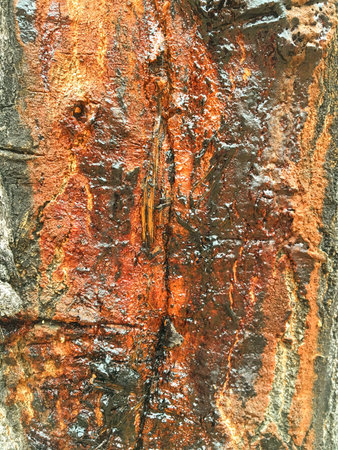 Close up tree bark texture of background in Oquirrh Mountains on the Wasatch Front in Salt Lake...