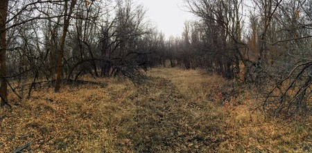 Late Fall panorama forest views hiking, biking, horseback trails through trees on the Yellow Fork and Rose Canyon Trails in Oquirrh Mountains on the Wasatch Front in Salt Lake County Utah USA.の写真素材