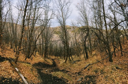 Late Fall panorama forest views hiking, biking, horseback trails through trees on the Yellow Fork and Rose Canyon Trails in Oquirrh Mountains on the Wasatch Front in Salt Lake County Utah USA.の写真素材