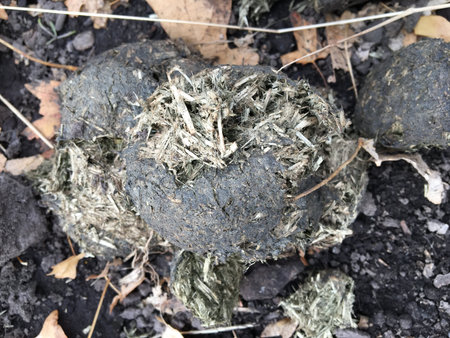 Horse dung close-up for background, detailed, on the dirt horseback trails through trees on the...