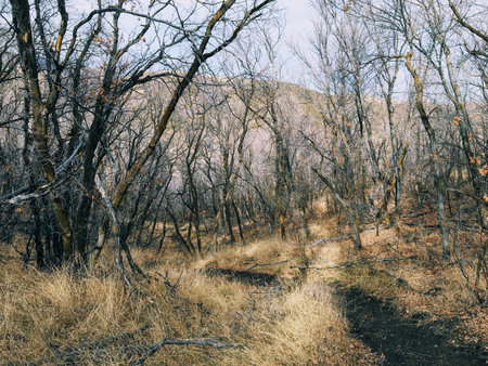 Late Fall panorama forest views hiking, biking, horseback trails through trees on the Yellow Fork...