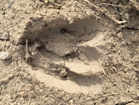Deer, elk, cow footprint in the mud in the forest, close up, detailed, on the dirt horseback trails through trees on the Yellow Fork and Rose Canyon Trails in Oquirrh Mountains on the Wasatch Front in Salt Lake County Utah USA.の写真素材