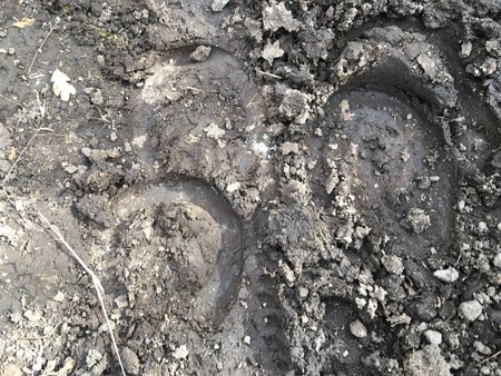 The trace of the hoof of a horse, close up, detailed, on the dirt horseback trails through trees on the Yellow Fork and Rose Canyon Trails in Oquirrh Mountains on the Wasatch Front in Salt Lake County Utah USA.の写真素材
