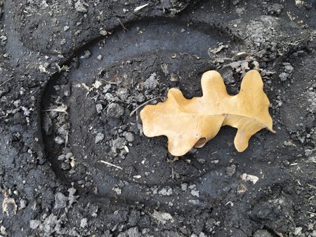 The trace of the hoof of a horse, close up, detailed, on the dirt horseback trails through trees on the Yellow Fork and Rose Canyon Trails in Oquirrh Mountains on the Wasatch Front in Salt Lake County Utah USA.の写真素材