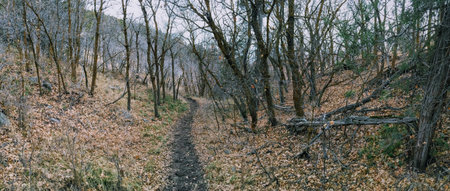 Late Fall panorama forest views hiking, biking, horseback trails through trees on the Yellow Fork...