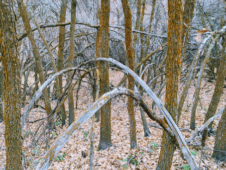 Late Fall panorama forest views hiking, biking, horseback trails through trees on the Yellow Fork...