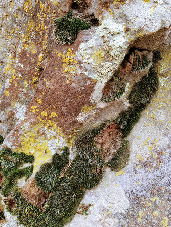 Gray, Green, Black, Lichen on rock, symbiotic combination of a fungus with an algae or bacterium,...