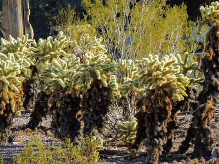 Cholla Jumping Cactus, Cylindropuntia fulgida, the jumping cholla, also known as the hanging chain cholla, is a cholla cactus native to Sonora and the Southwestern United States.の写真素材