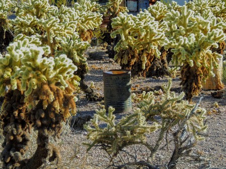 Old barrel can rusting on the ground among jumping cactus in the Arizona desert in deserted ghost mining town.の写真素材