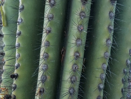 Close up of thorn on cactus tree The saguaro cactus (carnegia gigantia) is one of the most widely recognized symbols of the Southwest, and is found across a large area of Arizona, USA.の写真素材