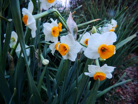 Small Cup Daffodil flowers orange and white beautiful lovely macro up close. Narcissus, genus of predominantly spring perennial plants in the Amaryllidaceae family.の写真素材
