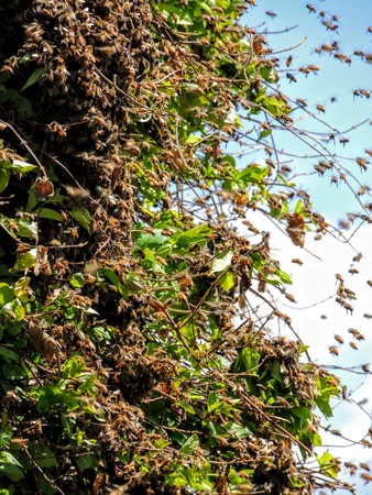 Huge Swarm of Bees on Honey Suckle in Utahの写真素材