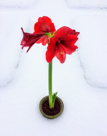 Amaryllis Blooming placed in Snow covered Garden for Contrast paradoxの写真素材