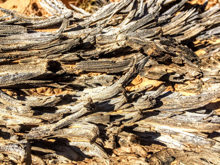 Closeup of weather wood in Utah desert Capital Reef National Park sever arching of wood in dry climate