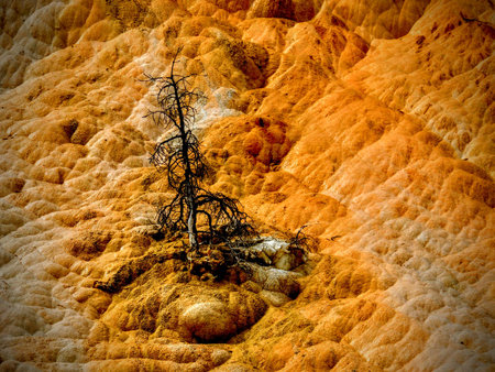 Dead Tree Yellowstone National Park on trail around Geological formations