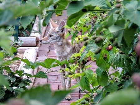Close up of young coyote crouching in suburban Garden through Blackberry plantsの写真素材