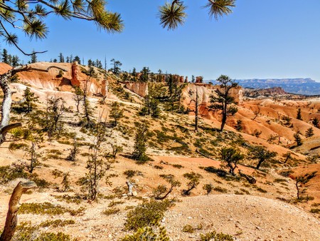 Ghostly spindle trees in Bryce Canyon National Park Utahの写真素材