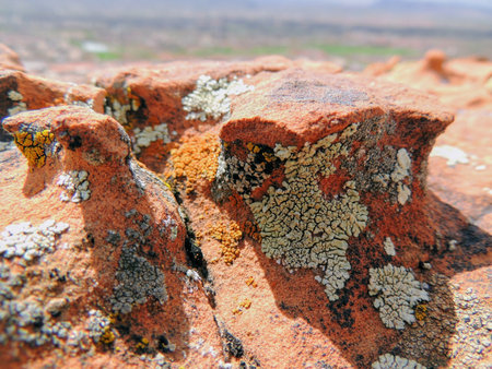 Multi color and types Crustose Lichen or algae on a desert sandstone boulder in Southwestern Utah,...