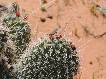 Close up macro on a True Bug (Heteroptera Linnaeus) on cactus plant, near St George Utah in South Western Desert USAの写真素材