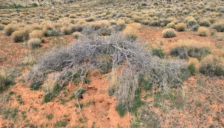 Views of sandstone and lava rock mountains and desert plants around the Red Cliffs National Conservation Area on the Yellow Knolls hiking trail located in southwest Utah, north of St. George at the northeastern-most edge of the Mojave Desert.の写真素材