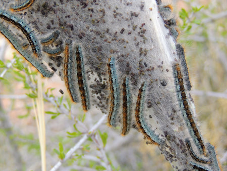Eggs and Mature larvae, Western Tent caterpillars which are moderately sized caterpillars, or moth...