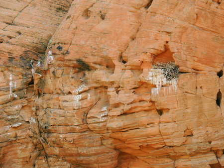 Views of sandstone and lava rock mountains and desert plants around the Red Cliffs National...