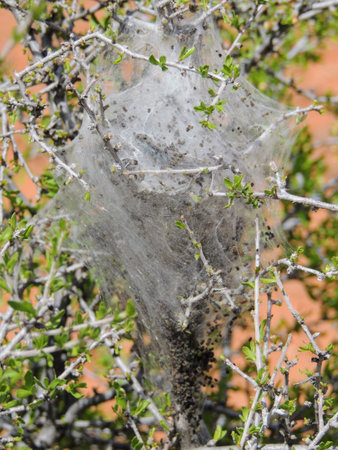 Eggs and Mature larvae, Western Tent caterpillars which are moderately sized caterpillars, or moth...