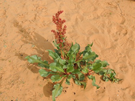 Green Desert Plant, red flower weed with lots of seeds close up macro in Southwestern Utah, USA near St. Georgeの写真素材