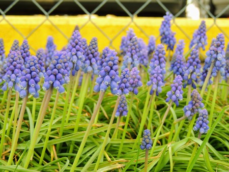 Grape hyacinth Muscari armeniacum flowering in early spring. Macro of blue Muscari flower meadow with yellow curb and chain link fence in background in Indianapolis Indiana.の写真素材