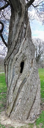 Old battered large tree in Garfield Park by Bean Creek in Indianapolis Indiana, Tall Panoramaの写真素材