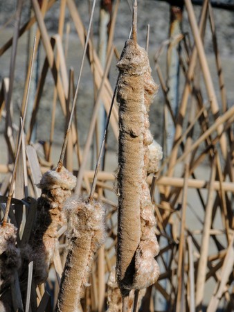 Brown cattails with fluffy seeds in winter, macro close-up detailed view in Indianapolis Indiana White River State Park. Typha genus of monocotyledonous flowering plants in the family Typhaceae with common names of bulrush, reedmace, cattail, punks, corn dog grass, cumbungi or raupÅ.の写真素材