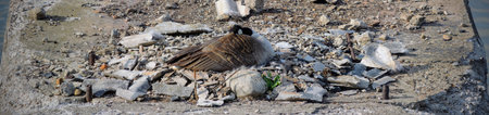 Canadian Goose nesting on concrete bridge ruin in White River State Park Indianapolis Indiana, USA.の写真素材