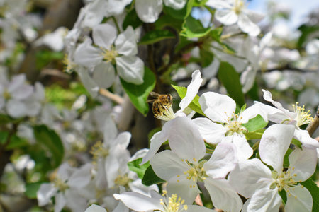 Honey Bee Macro in Springtime, white apple blossom flowers close up, bee collects pollen and nectar....