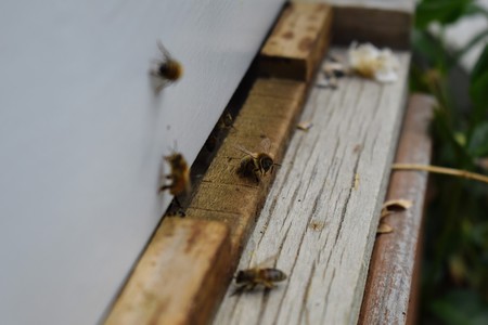 The bees at front hive entrance macro close up. Bee flying to hive. Honey bee entering the hive. Hives in an apiary with working bees flying to the landing boards in South Jordan, Utah.の写真素材