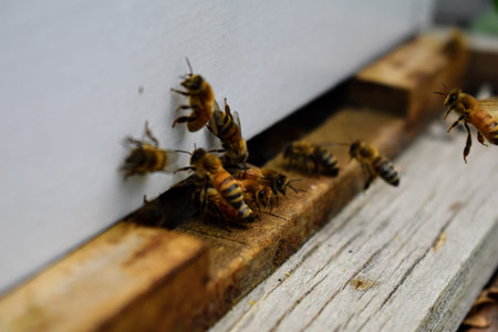 The bees at front hive entrance macro close up. Bee flying to hive. Honey bee entering the hive....