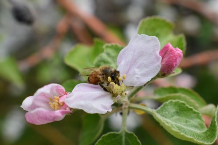 Honey Bee Macro in Springtime, white apple blossom flowers close up, bee collects pollen and nectar. Apple tree buds, spring background in South Jordan, Utah, USA.の写真素材