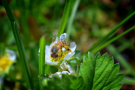 The honey bee pollinates the flowers of the strawberry which blossoms in large spring flower in...