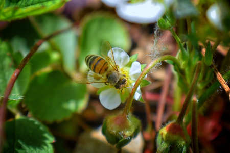 The honey bee pollinates the flowers of the strawberry which blossoms in large spring flower in...