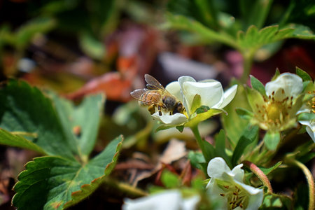 The honey bee pollinates the flowers of the strawberry which blossoms in large spring flower in...