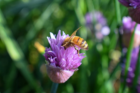 Honey Bee collecting nectar and pollen on a Chive (Allium schoenoprasum) onion flower blossom...