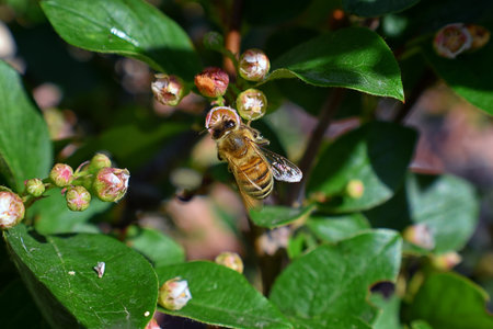 Honey Bee, Macro closeup view, collecting nectar and pollen on a Cotoneaster flower blossom which is...