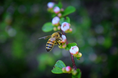 Honey Bee, Macro closeup view, collecting nectar and pollen on a Cotoneaster flower blossom which is...