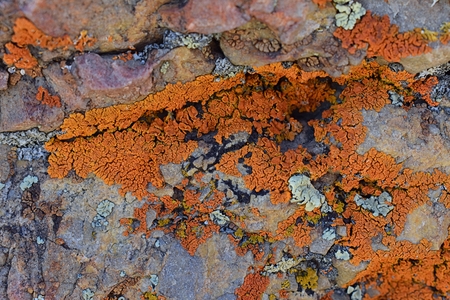 Multi color and types Crustose Lichen (organism that arises from algae or cyanobacteria and from fungi) on a boulder in the Oquirrh Mountains in Utah, USA near Salt Lake Cityの写真素材