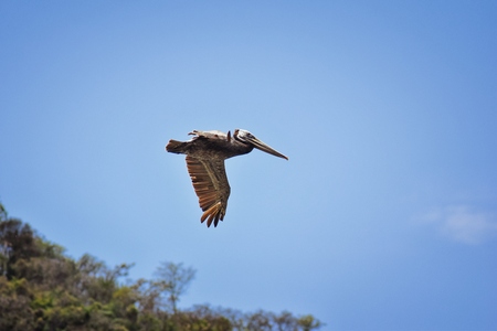 Pelicans in flight often flying with Frigate or Scissor birds in formation in Puerto Vallarta Mexico.の写真素材