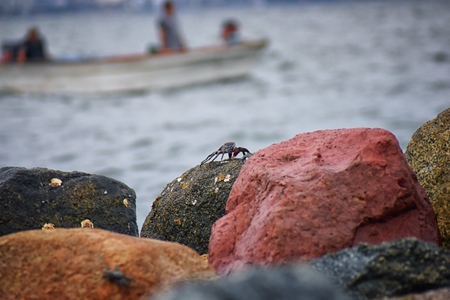 Sally Lightfoot Crab or red rock crab, scientific name Grapsus grapsus on rocks in Puerto Vallarta Marina, Mexico. Close up view.の写真素材