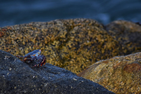 Sally Lightfoot Crab or red rock crab, scientific name Grapsus grapsus on rocks in Puerto Vallarta...