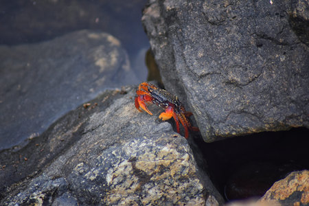 Sally Lightfoot Crab or red rock crab, scientific name Grapsus grapsus on rocks in Puerto Vallarta...